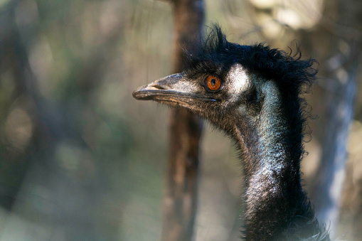 Portrait of an emu, flightless rattling bird.
Bird, animal behavior, wildlife
