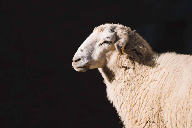 istock Portrait of a sheep in profile on black background 2061070828