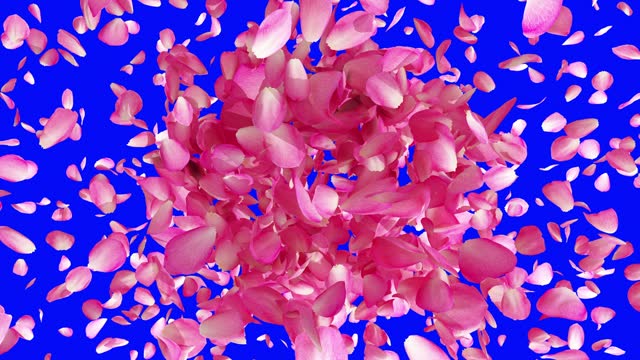 Exploding rose petals on blue screen and alpha channel mask