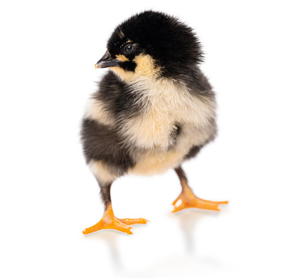 Baby Chick Isolated on White Background