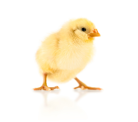 Baby Chick Isolated on White Background