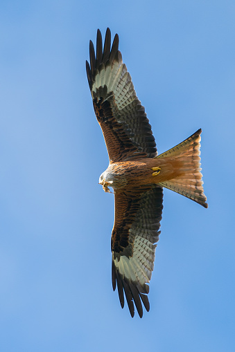 Flying red kite with prey with blue background