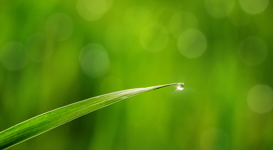 Bluegreen juniper needles and water drop with sun beam and refractions macro abstract blurred nature background