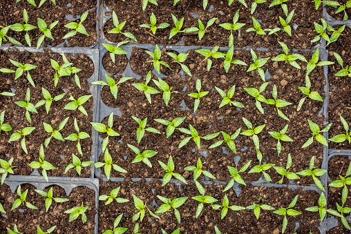 plant seeds sown in several poly bags arranged neatly in the nursery