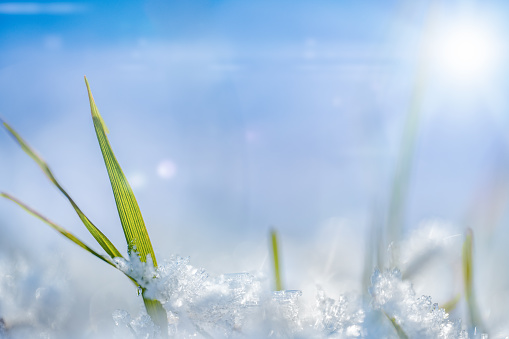 Green Grass in the Snow in a Sunny Day