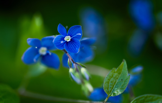 Blue Ruellia tuberosa flower beautiful blooming flower green leaf background. Spring growing blue flowers and nature comes alive