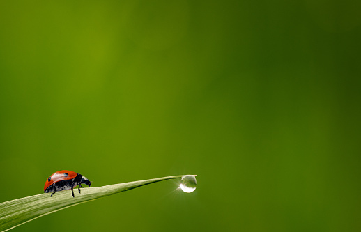 Ladybug walking in the foreground on green leaves