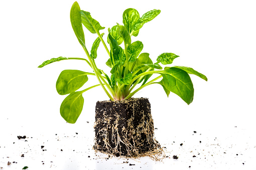 spinach plantlet in soil with roots - isolated on white background