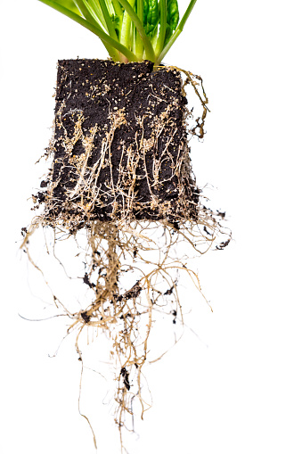 plantlet in soil with visible hanging roots - isolated on white background
