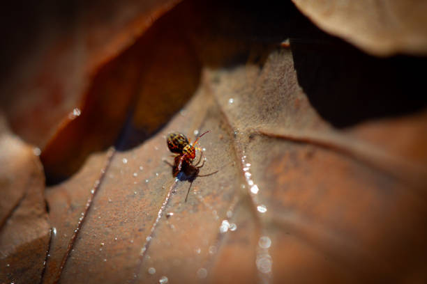Close up of a springtails (Dicyrtomina ornata) resting on a dry leaf in autumn