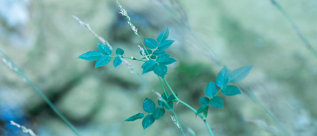 This photo showcases a close-up of vibrant green leaves against a blurred background, highlighting their natural beauty and creating a serene and captivating visual.