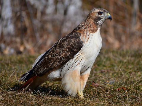 Portrait of a female red-tailed hawk (Buteo jamaicensis) on the ground in winter, searching for food. In 4:3 format. The feathers on a red-tailed hawk’s upper leg can be hard to see. They’re obvious here because the hawk was walking. Note the bare lower leg. The rough-legged hawk, in contrast, is feathered all the way to the toes. Most owls also have fully feathered legs. The bushier a bird of prey’s leg feathers, the more powerful it seems. Female redtails can be distinguished from males by their larger size. A wild and free bird, photographed in a Connecticut nature preserve.