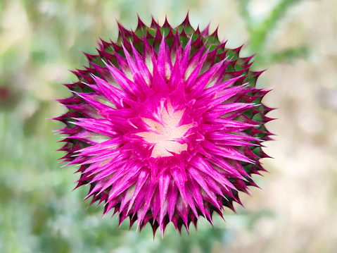 pink thistle flower Silybum closeup for abstract geometric background.
