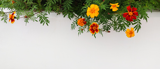 yellow and red marigolds on a white horizontal background, space for text.