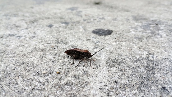 Bedbug on the cement floor
