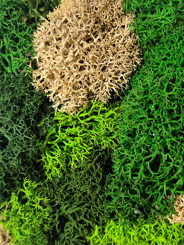 eco-design concept in interior, green and white stabilized preserved natural moss close up