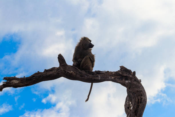 istock Olive baboon (Papio anubis), also called the Anubis baboon, sitting on a dried tree in Serengeti National Park in Tanzania 2061118729