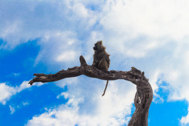 istock Olive baboon (Papio anubis), also called the Anubis baboon, sitting on a dried tree in Serengeti National Park in Tanzania 2061118731