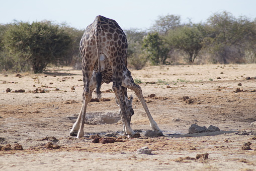 Giraffe drinks at the waterhole