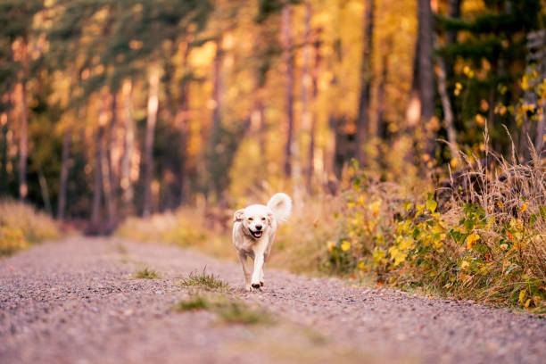 Quality time, golden hour. Healthy lifestyle. White a Labrador-type mongrel in a forrest.