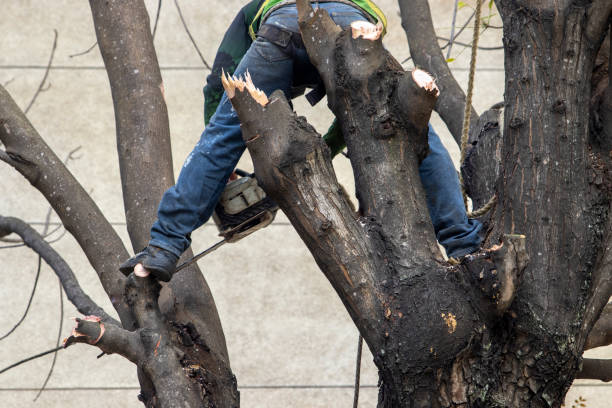 istock Electric chain saw in man's hands while cutting a log for firewood 2061150590