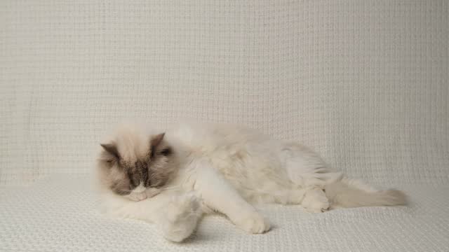 Ragdoll, white cat on white sofa.