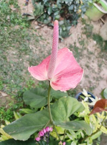 Anthurium is a flowering plant of the arum family, Araceae. Common names include anthurium, tailflower, flamingo flower and laceleaf. Anthurium plant can be grown as houseplants or outdoors.