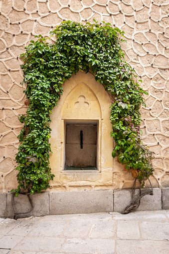 Stone niche with arch in the wall lush green ivy plant creeping around, creating natural frame of leaves.