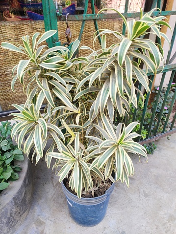 Ornamental foliage plant - Dracaena reflexa. Family - Asparagaceae. Commonly called song of India or song of Jamaica. It is valued for its richly coloured, evergreen leaves, and thick, irregular stem.