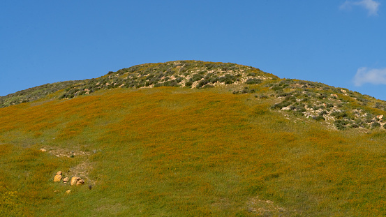 Hills with Wildflowers at Carrizo Plain National Monument in San Luis Obispo County, California.