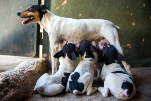 A Bodeguero dog attentively nurses her three pups on a pavement.
