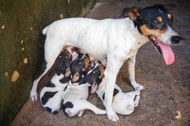 istock Bodeguero Dog Nursing Puppies in Sevilla 2061193853