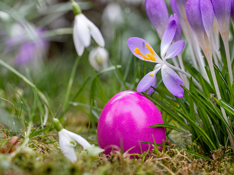 Colorful Easter eggs in the garden between early bloomers