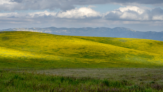 Hills with Wildflowers at Carrizo Plain National Monument in San Luis Obispo County, California.