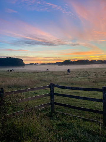 Early morning sunrise with mist in the fields with horses