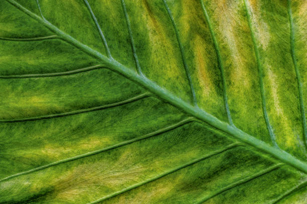 Leaf Background