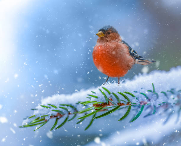 istock Little Bird on Fir Brunch with Snow 2061205413
