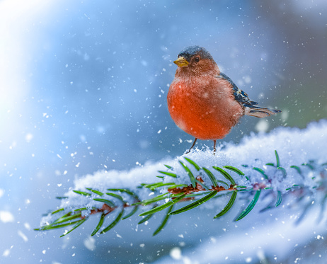 Little Bird on Fir Brunch Full of Snow