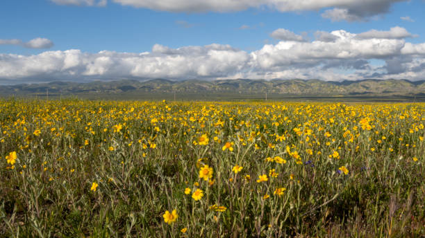 istock Carrizo Plains Hills 2061206461