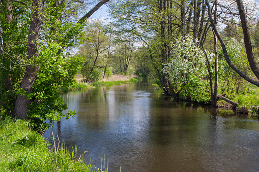 Spring, a quiet river flows between the trees, Poland, Podlasie Suprasl