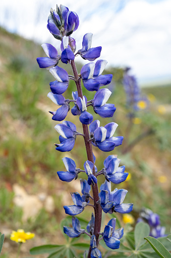 Lupine at Carrizo Plain National Monument in San Luis Obispo County, California.