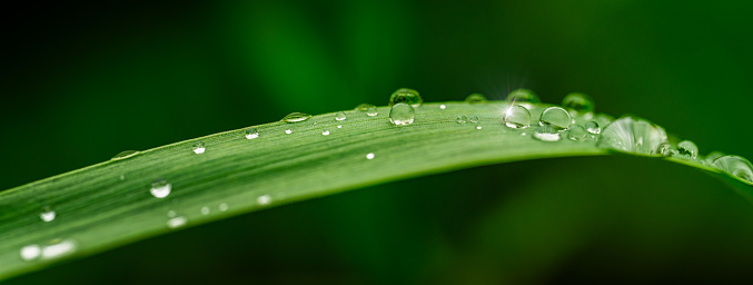 Fresh grass with dew drops at sunrise. Nature Background