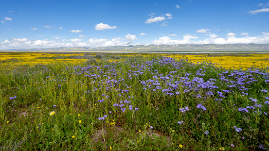 Wildflowers in front of Soda Lake at Carrizo Plain National Monument in San Luis Obispo County, California.