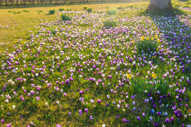 Purple crocus flowers and yellow daffodils on the lawn at spring