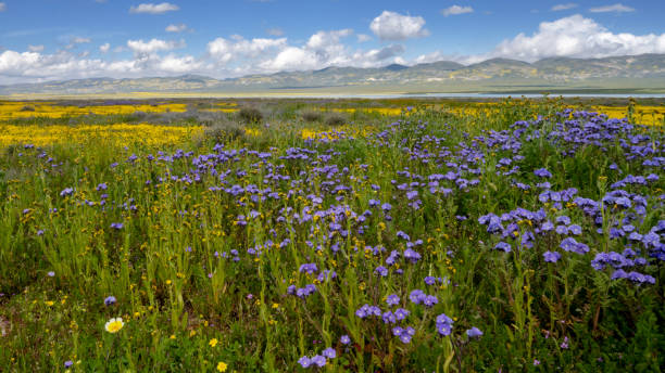 istock Soda Lake Wildflowers 2061219619