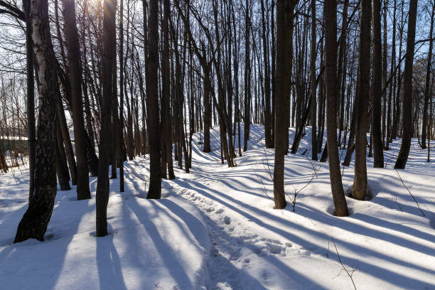 Sunset in the winter forest. Trees in the snow on a sunny day.