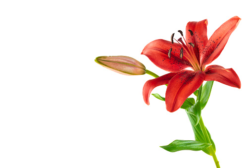 Red lily isolated on white background with copy space