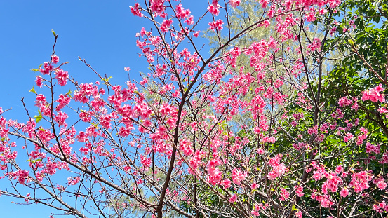 Hikanzakura flowers blooming in a park in Naha City, Okinawa