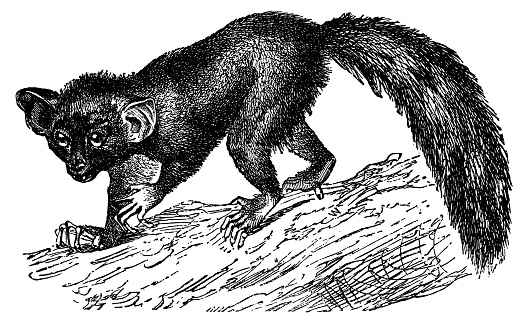 An Aye-Aye lemur (daubentonia madagascariensis). Vintage etching circa 19th century.