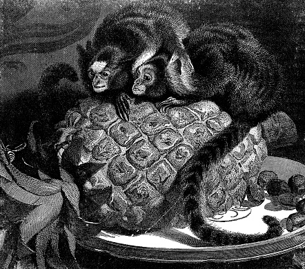 A Pair of Brazilian Marmosets the Property of Her Majesty , painting by Sir Edwin Henry Landseer (circa 1842). Vintage etching circa 19th century.